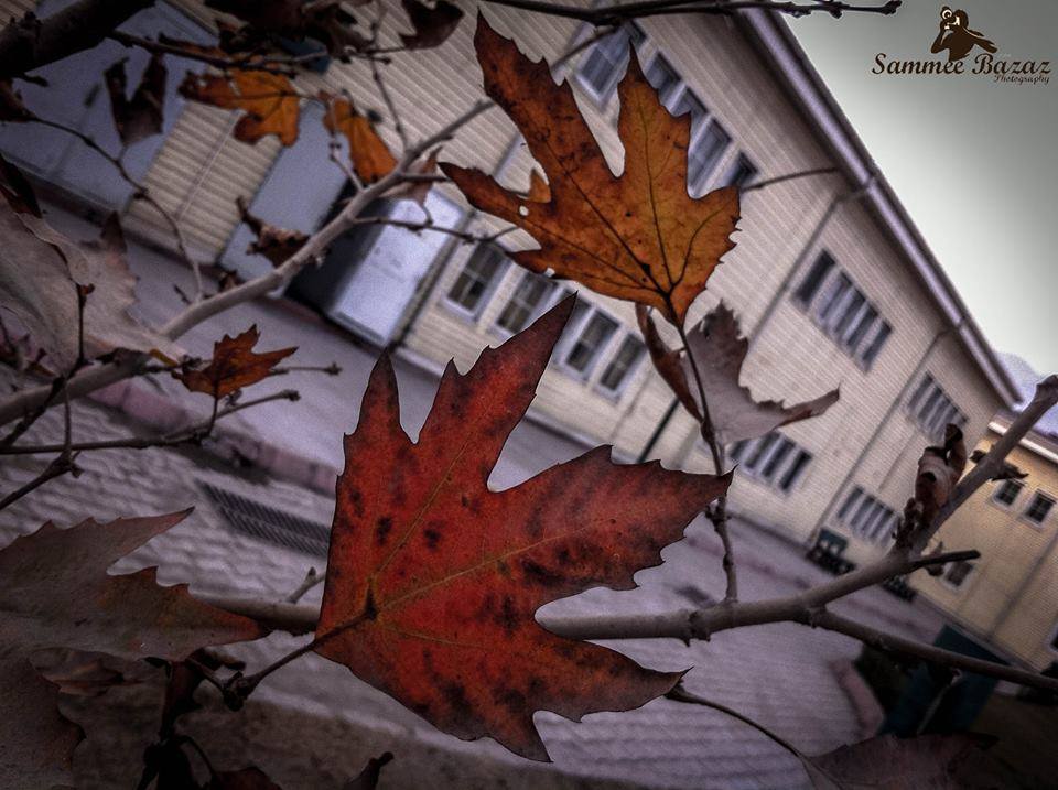 The leaves of Che-Nar (What fire):